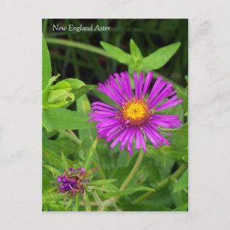 Cartão postal New England Aster Symphotrichum