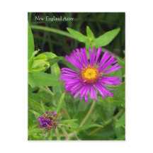 Cartão postal New England Aster Symphotrichum