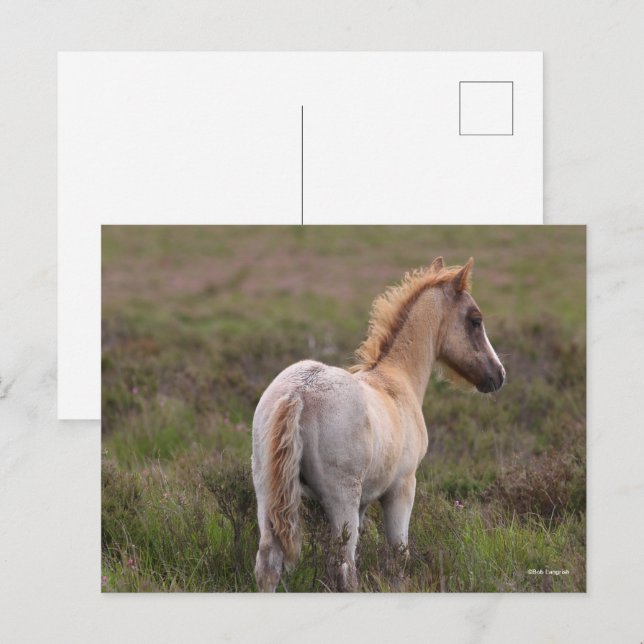 Cartão Postal New Forest Pony Foal Em Scrub (Frente/Verso)
