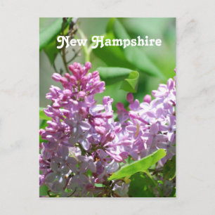 Cartão Postal New Hampshire Lilacs