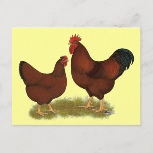 Cartão Postal New Hampshire Reds