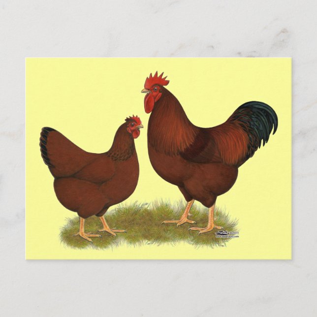 Cartão Postal New Hampshire Reds (Frente)