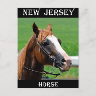 Cartão Postal New Jersey Horse