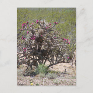 Cartão Postal New mexico Cholla na flor