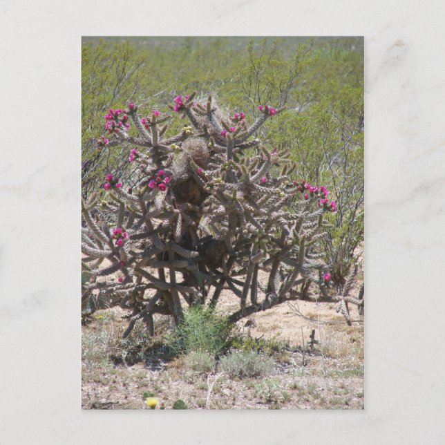 Cartão Postal New mexico Cholla na flor (Frente)