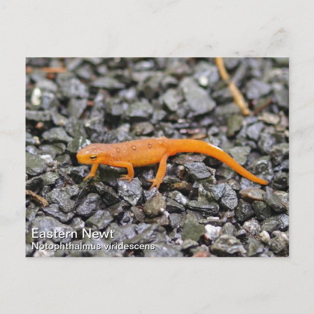Cartão Postal Newt Oriental (Frente)