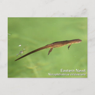 Cartão Postal Newt Oriental