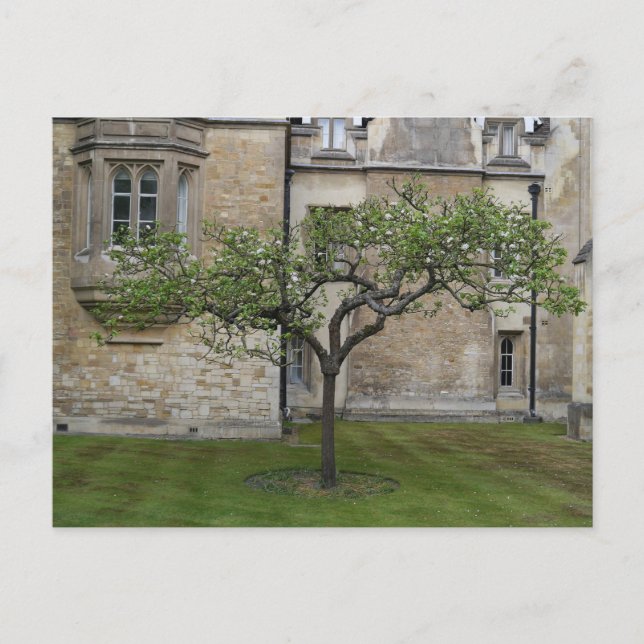 Cartão Postal Newton Apple Tree, Cambridge, Inglaterra (Frente)
