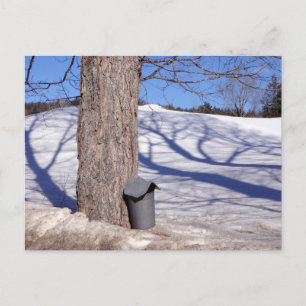 Cartão Postal NH Maple Sugar Sap Buckets in snow