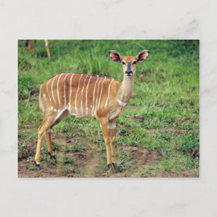 Cartão Postal Niala fêmea, Reserva de Caça Hluhluwe-Umfolozi
