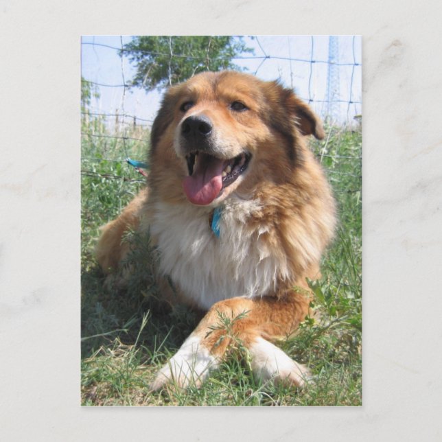 Cartão Postal Nicholas (Frente)