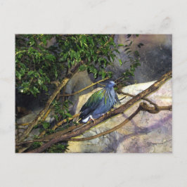 Cartão Postal Nicobar Pigeon