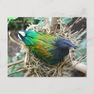 Cartão Postal Nicobar Pigeon no Nest Wildlife Series # 21