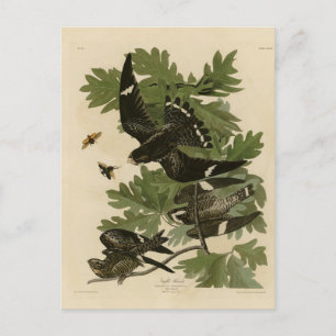 Cartão Postal Night Hawk - As Aves da América de John James Audu