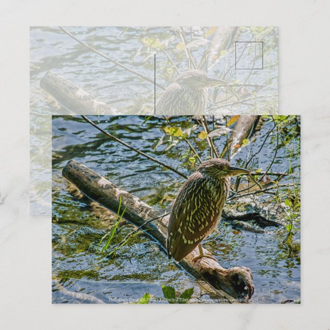 Cartão Postal Night Heron jv (Frente/Verso)