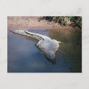 Cartão Postal Nile Crocodilo