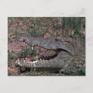 Cartão Postal Nile Crocodilo
