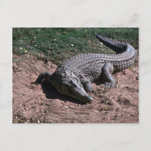Cartão Postal Nile Crocodilo