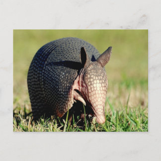 Cartão Postal Nine-Banded Armadillo