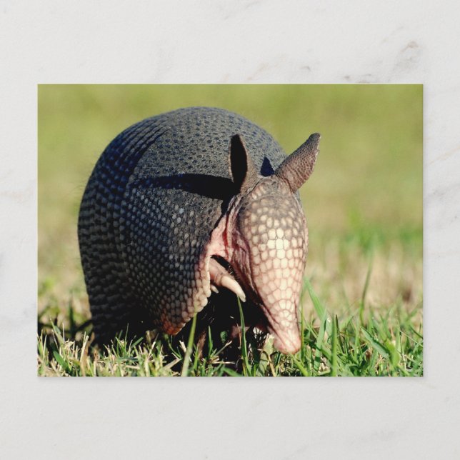 Cartão Postal Nine-Banded Armadillo (Frente)