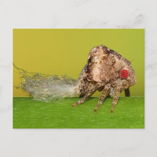 Cartão Postal Ninfa de saltador de plantas do Missouri. (Frente)