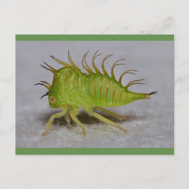 Cartão Postal Ninfa do funil da árvore (Frente)