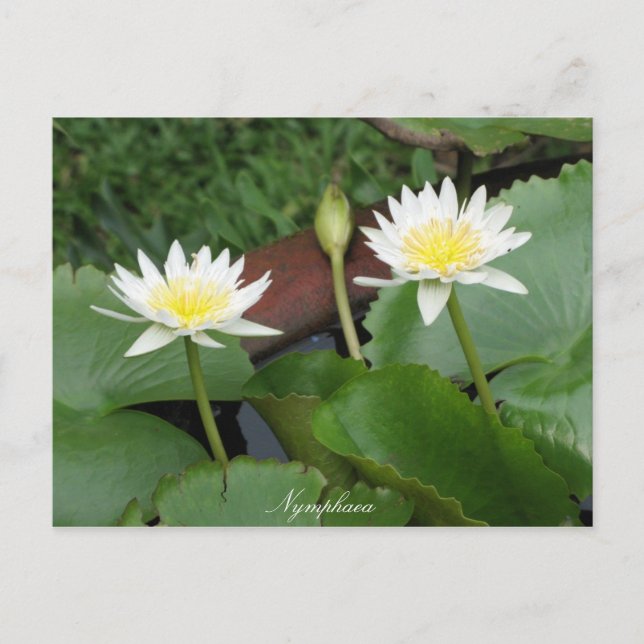Cartão Postal Ninfhaea Flower Waterlily (Frente)