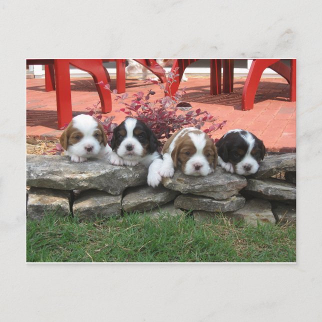 Cartão Postal Ninhada de Cavalier King Charles Spaniel (Frente)