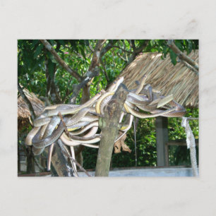 Cartão Postal Ninho de Cobras