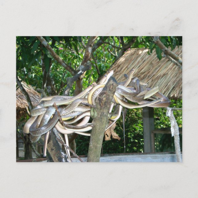 Cartão Postal Ninho de Cobras (Frente)