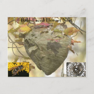 Cartão Postal Ninho de corneta