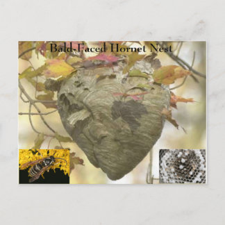 Cartão Postal Ninho de corneta