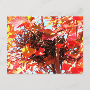 Cartão Postal Ninho de Pássaro de Outono Fotografia da Natureza 
