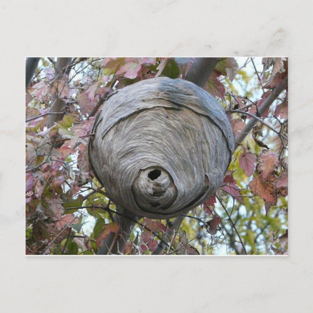 Cartão Postal ninho de vespa (Frente)