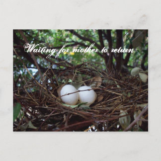 Cartão Postal Ninho só dos pássaros