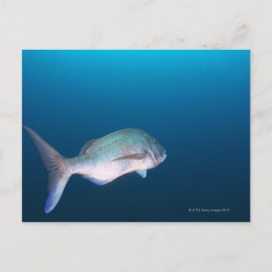 Cartão Postal Nishiizumachi, Prefeitura de Shizuoka, Japão