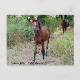 Cartão Postal NiteSilhouette