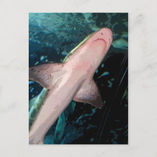 Cartão Postal NJ Shark CB