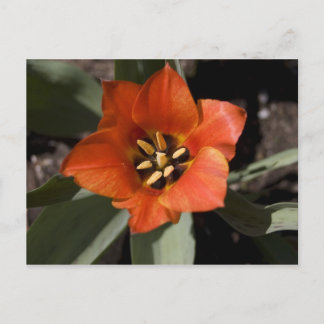 Cartão Postal No Bloom de Cheio