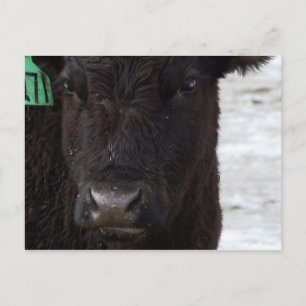 Cartão postal 'No Bull'