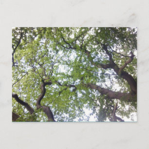 Cartão Postal No Cartão-postal de Foto do Canopy da Árvore
