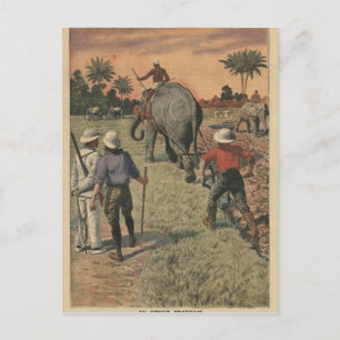 Cartão Postal No Congo francês, elefante treinado para arar