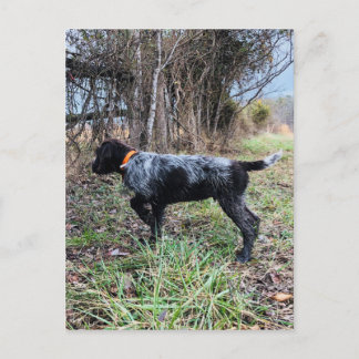 Cartão Postal No filhote de cachorro do ponto