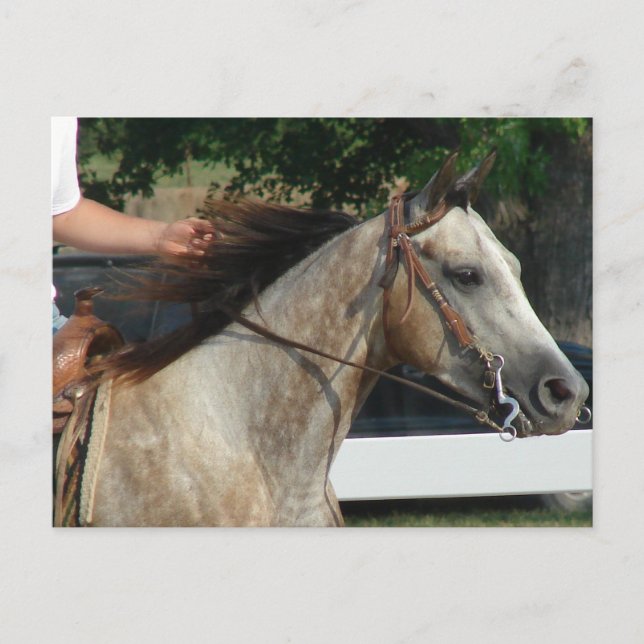 Cartão Postal No Horse Show (Frente)