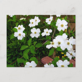 Cartão Postal No Jardim ~ Blossomas Dogwood
