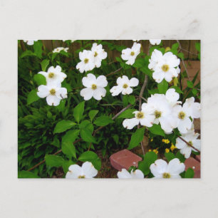 Cartão Postal No Jardim ~ Blossomas Dogwood