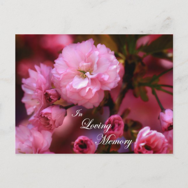 Cartão Postal No Loving Memory Primavera Pink Cherry Blossoms (Frente)