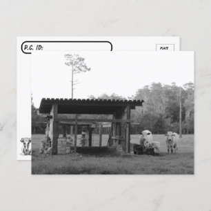 Cartão Postal No Ranch - - Vacas - Preto e Branco