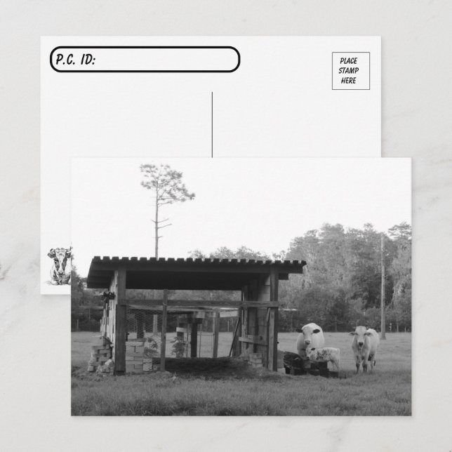Cartão Postal No Ranch - - Vacas - Preto e Branco (Frente/Verso)