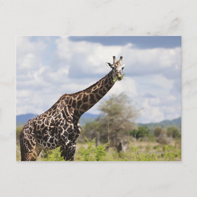 Cartão Postal No safari na Tanzânia, África. (Frente)